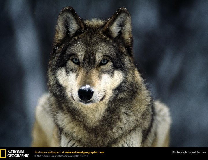 National Geographic International Photography Contest