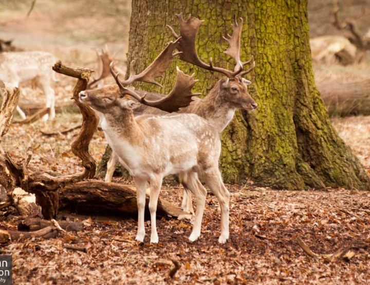 Richmond deer