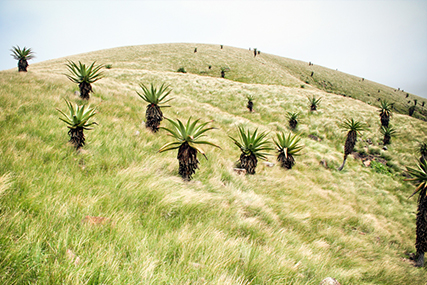 Transkei